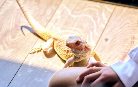 写真:家族の一員のペット