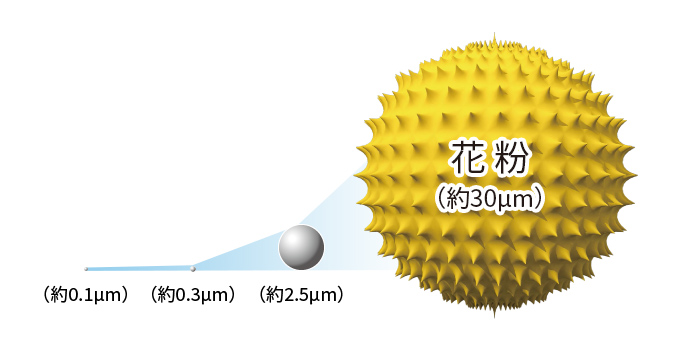 花粉（約30µm）のイメージ
