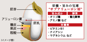 栄養・旨みの宝庫”サブアリューロン層”