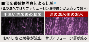 蛍光顕微鏡写真による比較