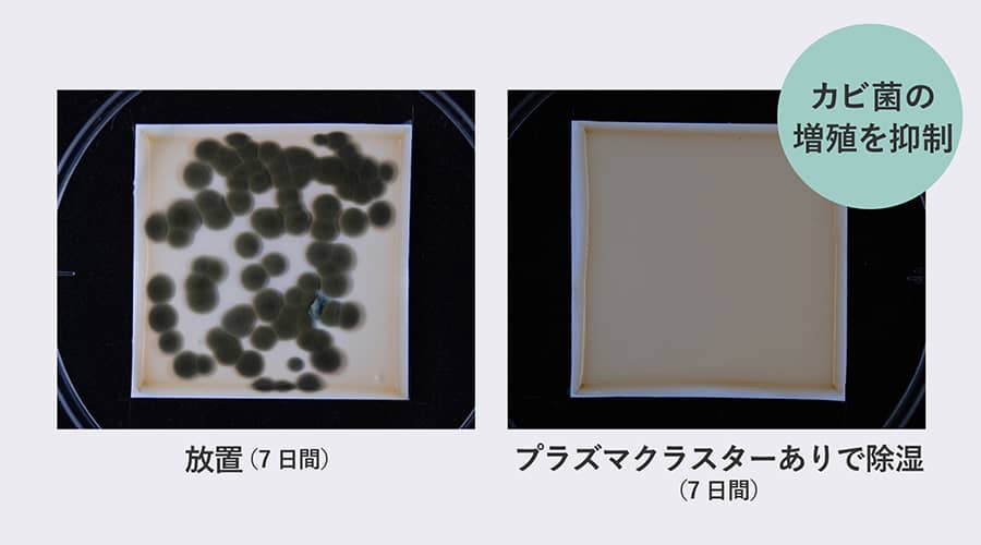 7日間プラズマクラスター無しで放置した場合は付着カビ菌が増殖しますが、7日間プラズマクラスターあり除湿した場合はカビ菌の増殖を抑制を示す実験結果画像。