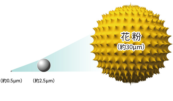 花粉は約30µm