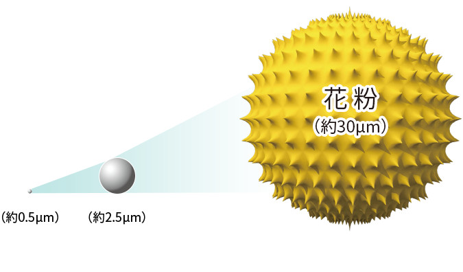 花粉は約30µm
