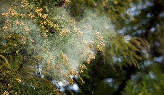 飛散する花粉イメージ