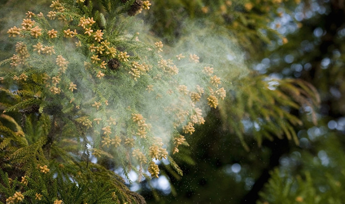 「付着花粉」アレル物質の作用も抑制