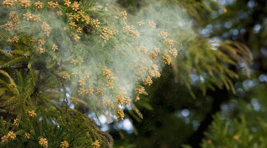 飛散する花粉