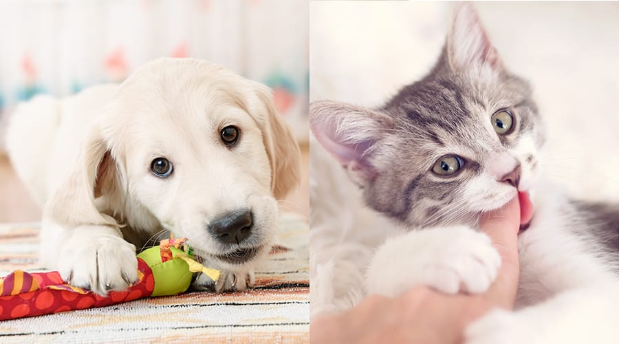 ペットの犬や猫との暮らし