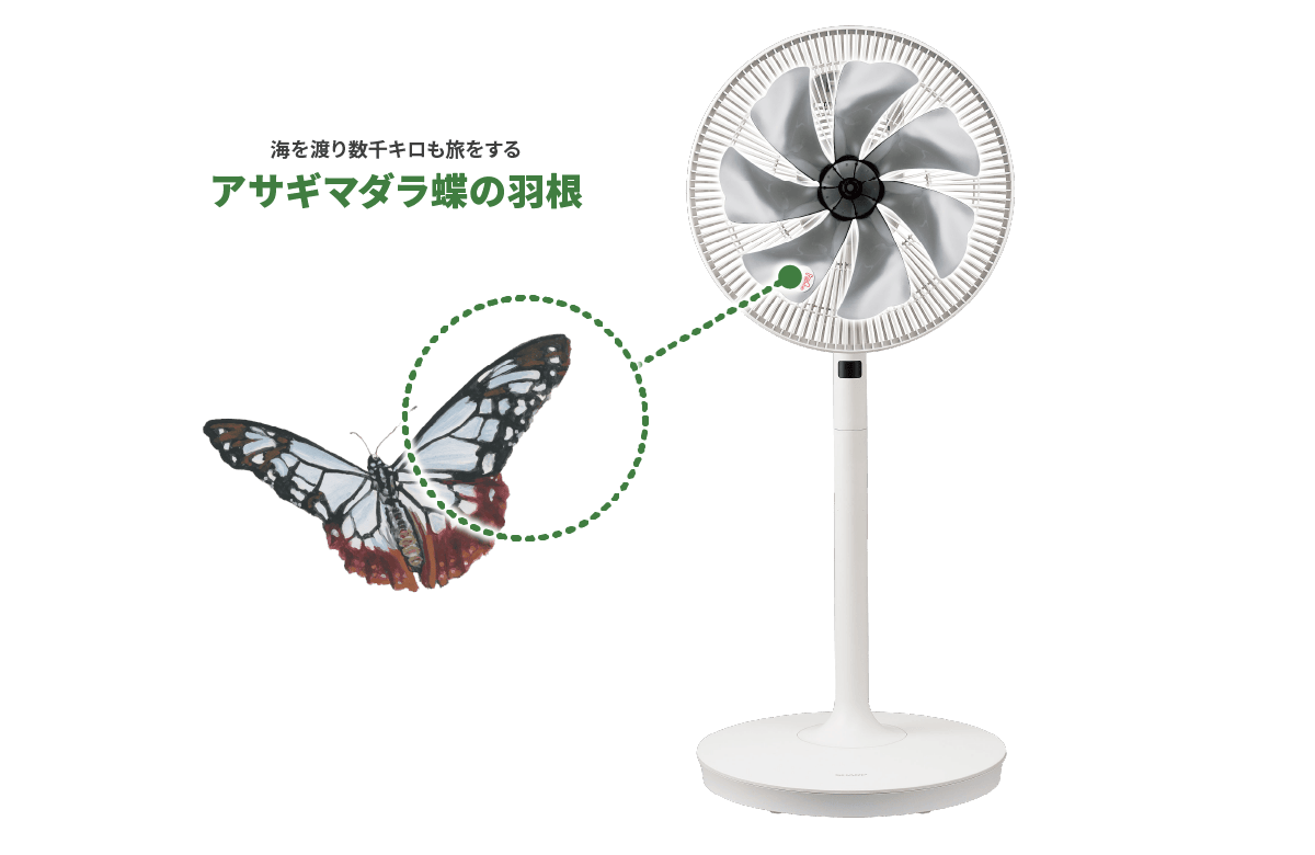 海を渡り数千キロも旅をするアサギマダラ蝶の羽根