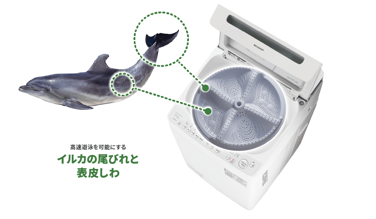 高速遊泳を可能にするイルカの尾びれと表皮しわ