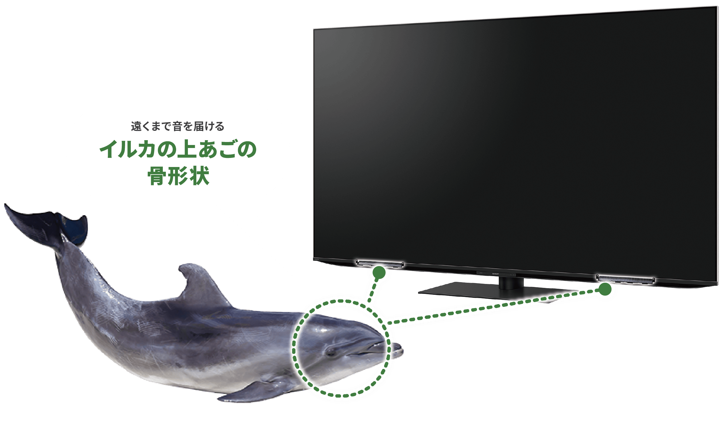 遠くまで音を届けるイルカの上あごの骨形状
