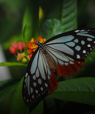 アサギマダラ蝶の背景画像