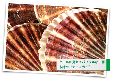 ホタテ貝の写真