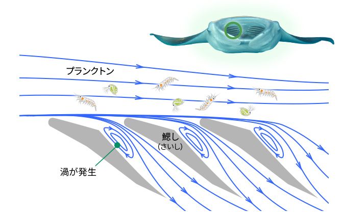 マンタのエラの構造イメージ。エラの内部に渦が発生し、プランクトンと水が分離される。