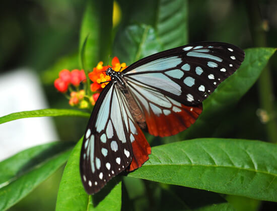 アサギマダラ蝶の写真