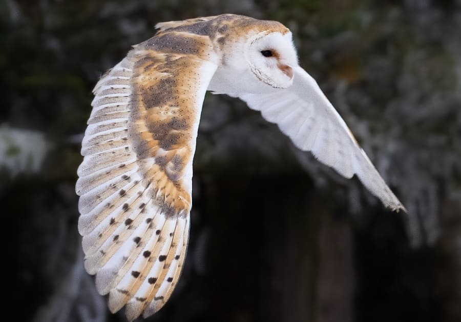 夜の森を羽音を抑えながら飛行するフクロウのイメージ画像
