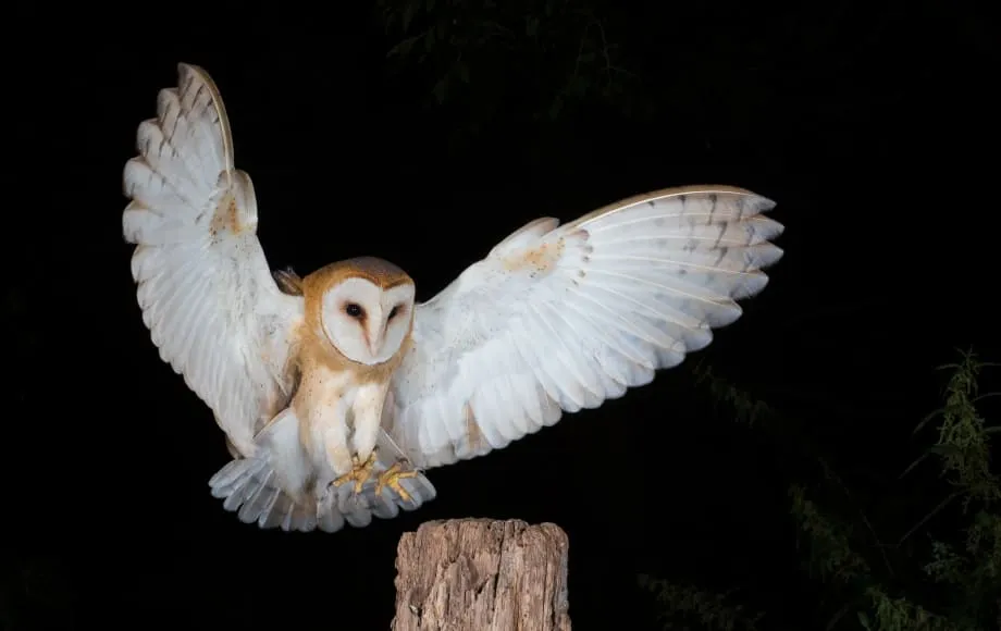 夜の森を羽音を抑えながら飛行するフクロウのイメージ画像