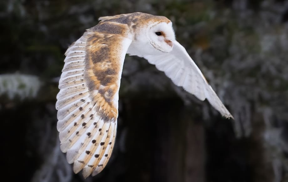 夜の森を羽音を抑えながら飛行するフクロウのイメージ画像