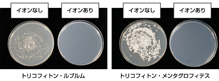 2種類の白癬菌に対する抑制効果試験