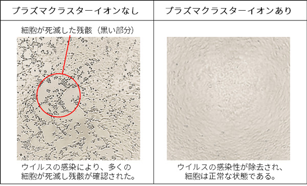 図4．試験ボックスから回収したウイルス液を細胞に接種後の細胞の顕微鏡写真