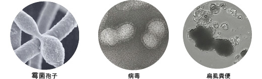 分解并除去浮游霉菌与过敏性物质