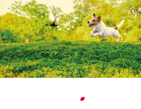 Propix AQUOS R3 SHV44