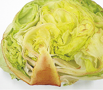 レタス:雪下シャキット野菜室と当社従来野菜室比較