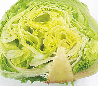 レタス:雪下シャキット野菜室と当社従来野菜室比較