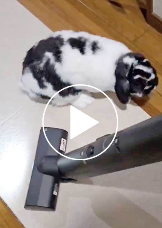 福岡県  南兎さんの写真